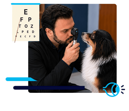 Oftalmologia Veterinária